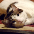 3846389056_64f0ac1305_b