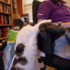 definitely a jealous cat