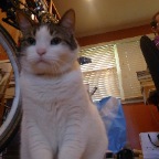 When I'm working in my home office, she would stand guard or sleep nearby.