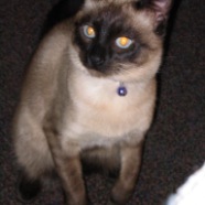 488379121_8b763640bd_o